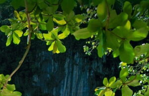 Как скачать картинку на телефон: поэтапная инструкция